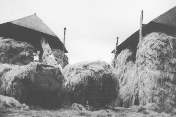 Het hooi wordt in de hooiberg gewerkt bij de fam. Van de Vegte