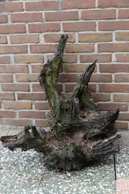 Kienhout of stobben komen nog steeds naar boven