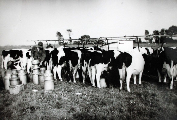 de melkmachine in de wei, rond 1960
